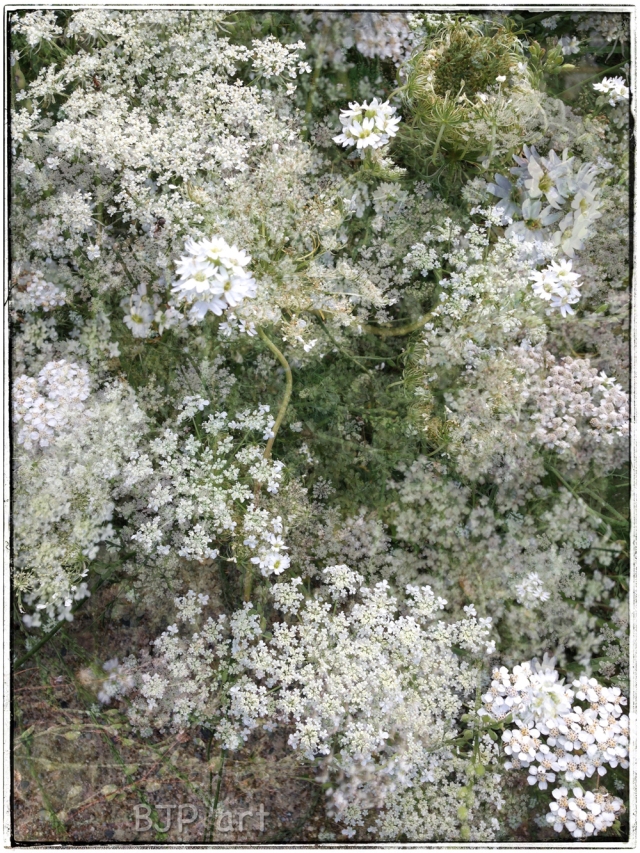 weiße Wiesenblüten-1